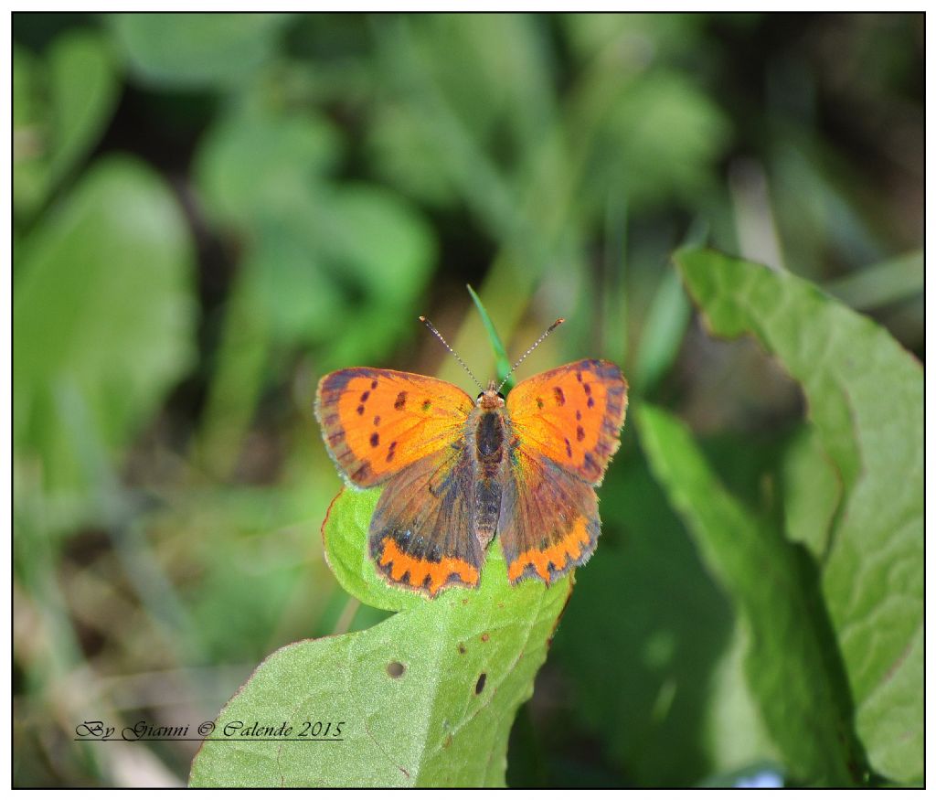 Lycaena phlaeas? S